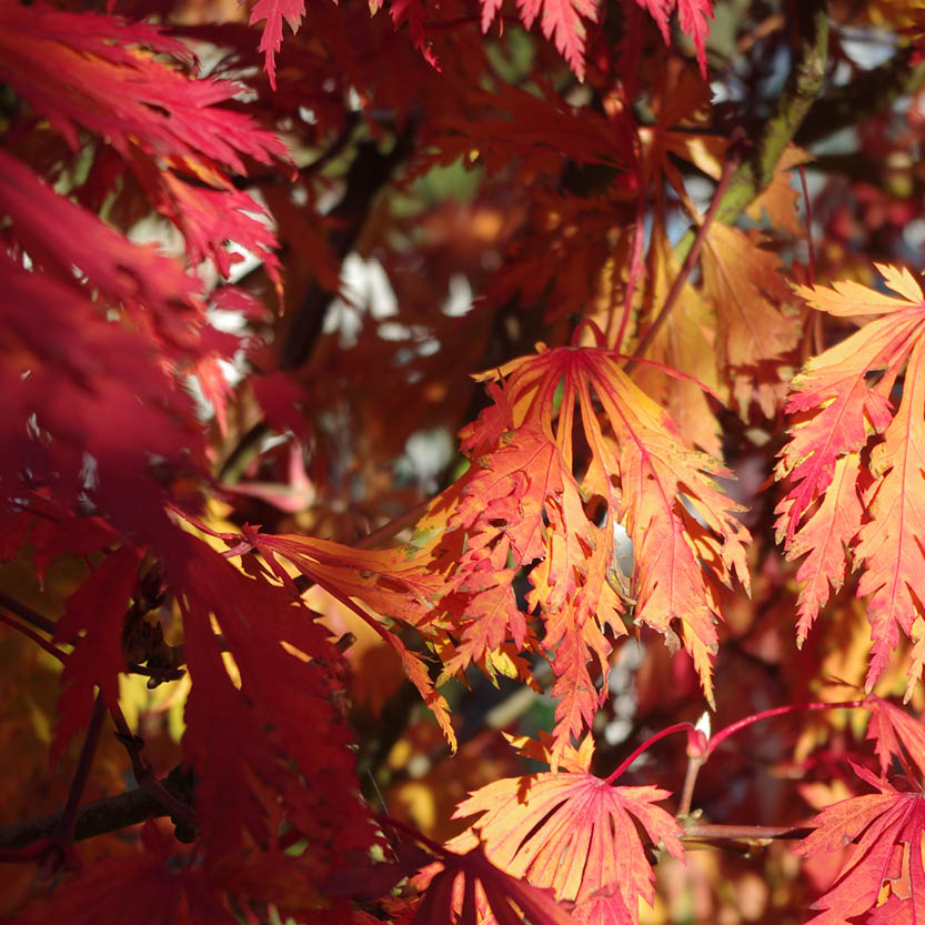 Nahaufnahme von leuchtend orangen und roten Ahornblättern im Sonnenlicht, die die Schönheit des Herbstes unterstreichen - perfekt für "Mi. 14.10.2026 | 16.00-17.00 ABENDLICHTFÜHRUNG Bunte Herbstpracht" der Königlichen Gartenakademie inmitten von weichgezeichneten Ästen und Schatten.