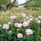 Erleben Sie moderne Gartengestaltung mit hellrosa englischen David Austin® Rosen der Königlichen Gartenakademie im GARTENTALK am Sa. 20.06.2026, 14:00-15:30 Uhr, umgeben von üppigem Laub und weißen Wildblumen unter einem ausladenden Baum.