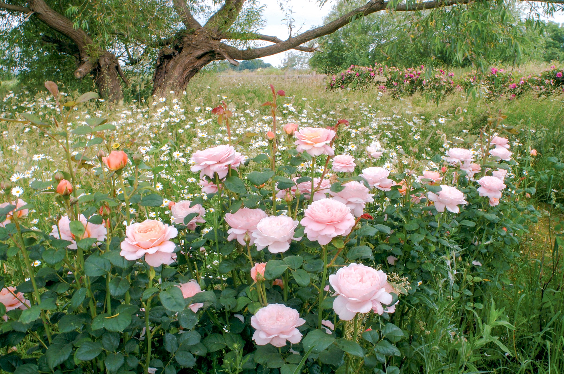 Erleben Sie moderne Gartengestaltung mit hellrosa englischen David Austin® Rosen der Königlichen Gartenakademie im GARTENTALK am Sa. 20.06.2026, 14:00-15:30 Uhr, umgeben von üppigem Laub und weißen Wildblumen unter einem ausladenden Baum.