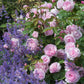 Besuchen Sie den "GARTENTALK Moderne Gartengestaltung mit englischen David Austin® Rosen NEU" der Königlichen Gartenakademie am Sa. 20.06.2026, 14:00-15:30 Uhr, und entdecken Sie, wie man moderne Gärten mit wunderschönen englischen Rosen gestaltet.