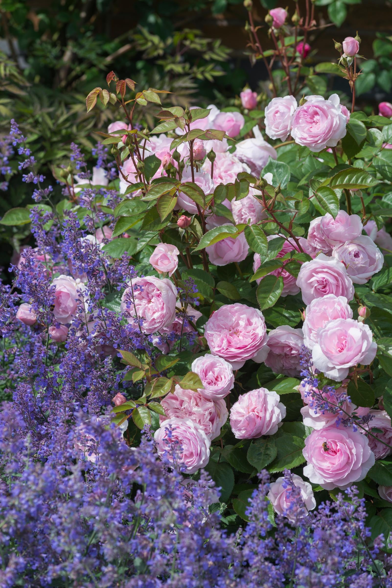 Besuchen Sie den "GARTENTALK Moderne Gartengestaltung mit englischen David Austin® Rosen NEU" der Königlichen Gartenakademie am Sa. 20.06.2026, 14:00-15:30 Uhr, und entdecken Sie, wie man moderne Gärten mit wunderschönen englischen Rosen gestaltet.