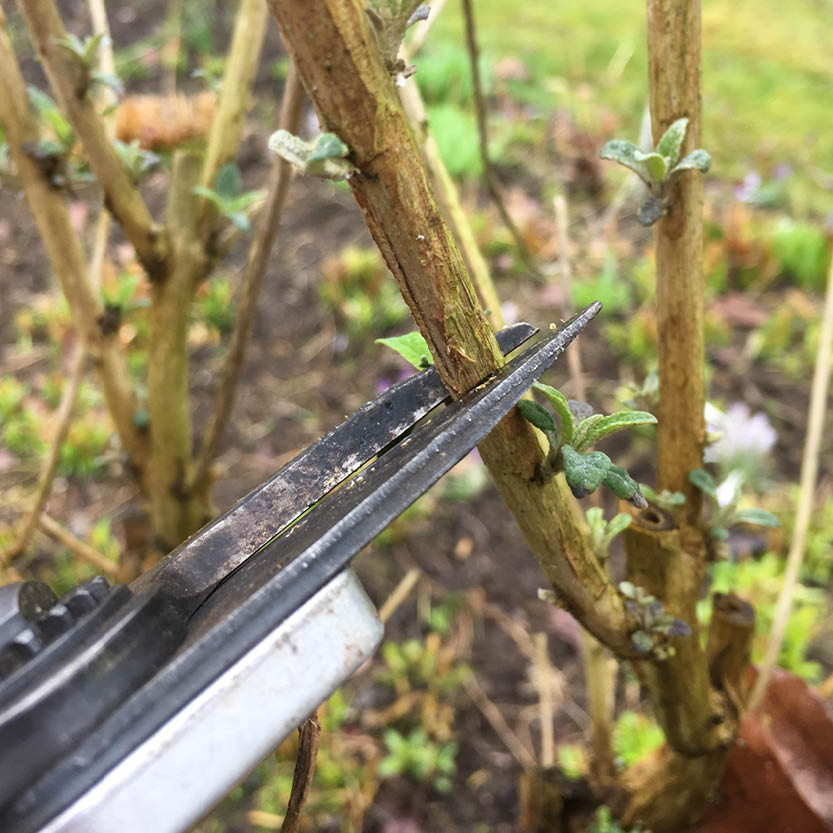 Nahaufnahme einer Gartenschere, die einen kleinen Pflanzenstiel schneidet, während der Veranstaltung Di., 2.3.2027 | 15.00 – 16.30 Uhr RUNDGANG: Was im März im Garten zu tun ist an der Königlichen Gartenakademie.