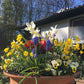 Ein großer Tontopf, gefüllt mit gelben, weißen, lila und roten Frühlingsblumen, steht im Sonnenlicht in einem Garten im April während des "RUNDGANG Was zu tun ist im Garten im April" der Königlichen Gartenakademie. Dahinter sind ein Haus und Bäume zu sehen.
