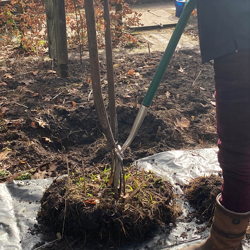 Eine Person hebt mit einer Gartengabel einen kleinen Baum samt Wurzelballen aus dem Boden – im Rahmen der Veranstaltung Mi., 7.4.2027 | 15.00 – 16.30 Uhr RUNDGANG: Was im April im Garten zu tun ist an der Königlichen Gartenakademie.