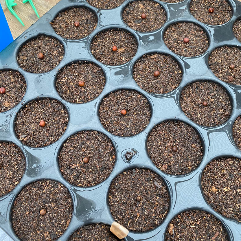 Eine schwarze Kunststoff-Anzuchtschale für den Workshop der Königlichen Gartenakademie am Mi., 7.4.2027 | 15.00 – 16.30 Uhr RUNDGANG: Was im April im Garten zu tun ist, mit erdengefüllten Zellen, in denen sich jeweils ein kleiner brauner Samen befindet.