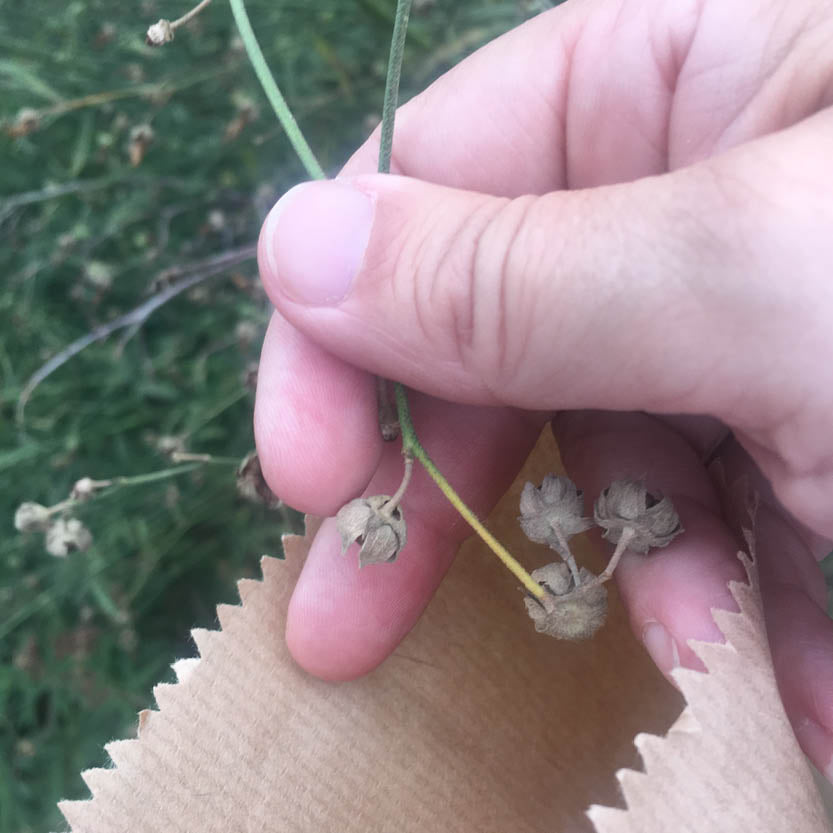 Eine Hand hält dünne Pflanzenstängel mit kleinen, getrockneten Samenkapseln über eine offene Papiertüte während des Kurses der Königlichen Gartenakademie am Mi., 4.8.2027 | 15.00 – 16.30 Uhr: RUNDGANG – Was im August im Garten zu tun ist.