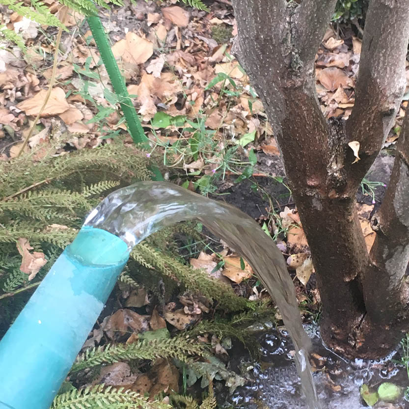 Ein blauer Gartenschlauch bewässert den Fuß eines Baumes während der Veranstaltung Mi., 4.8.2027 | 15.00 – 16.30 Uhr RUNDGANG: Was im August im Garten zu tun ist an der Königlichen Gartenakademie.