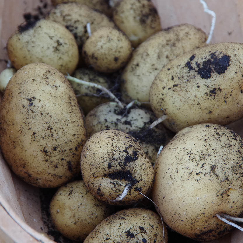 Ein Haufen ungewaschener, frisch geernteter Kartoffeln aus einem Mi., 4.8.2027 | 15.00 – 16.30 Uhr RUNDGANG Was im August im Garten zu tun ist.