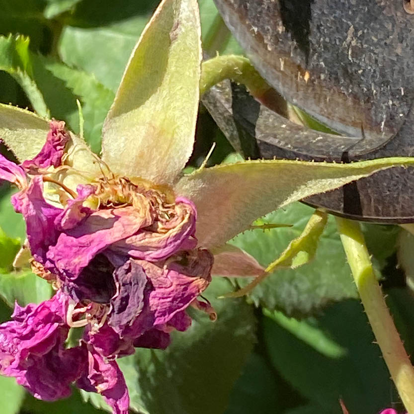 Nahaufnahme einer verwelkten rosafarbenen Rose mit gekräuselten Blütenblättern und sonnenbeschienenen Blättern - eine sanfte Erinnerung der Königlichen Gartenakademie an den "RUNDGANG Was zu tun ist im Garten im Juli" am Mi. 01.07.2026, 15:00-16:30 Uhr, und an Tipps zur Gartenpflege im Juli.