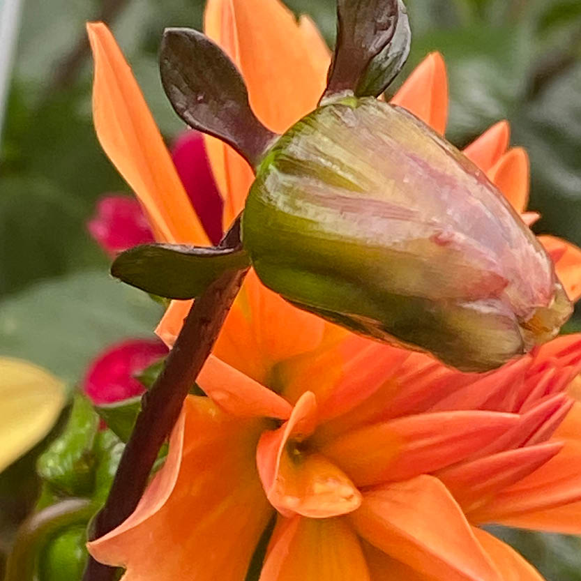 Nahaufnahme einer orangefarbenen Blüte mit grüner Knospe; verschwommene rote und gelbe Blüten erinnern an den Geist der Königlichen Gartenakademie "Mi. 01.07.2026 | 15.00-16.30 RUNDGANG Was zu tun ist im Garten im Juli.