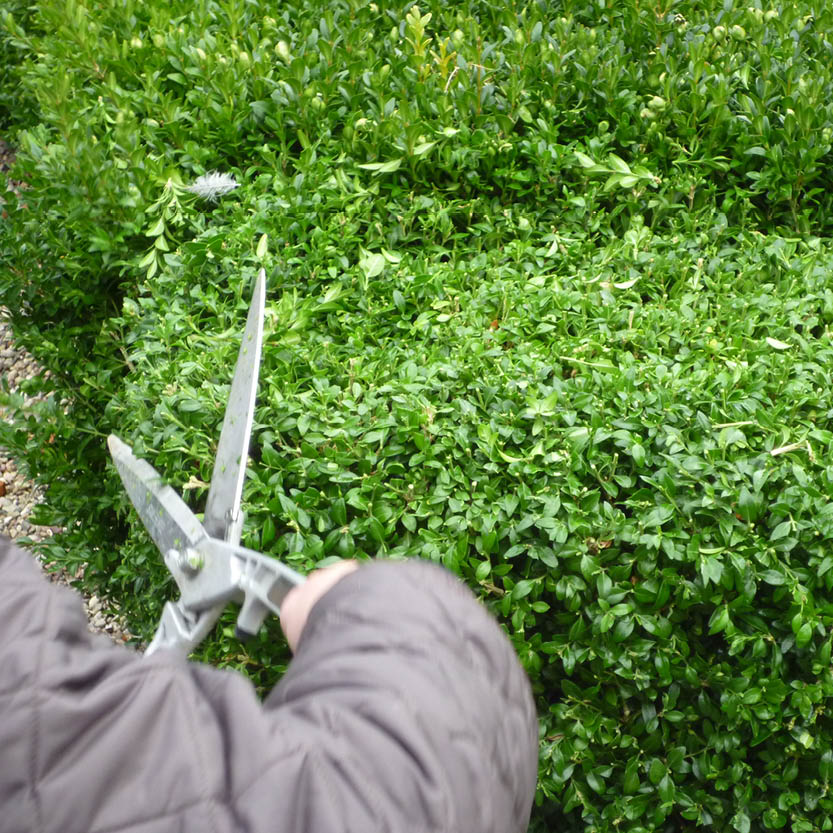 Hände, die eine Metallschere halten und eine grüne Hecke schneiden, während des Kurses Mi., 2.6.2027 | 15.00 – 16.30 Uhr RUNDGANG: Was im Juni im Garten zu tun ist an der Königlichen Gartenakademie.