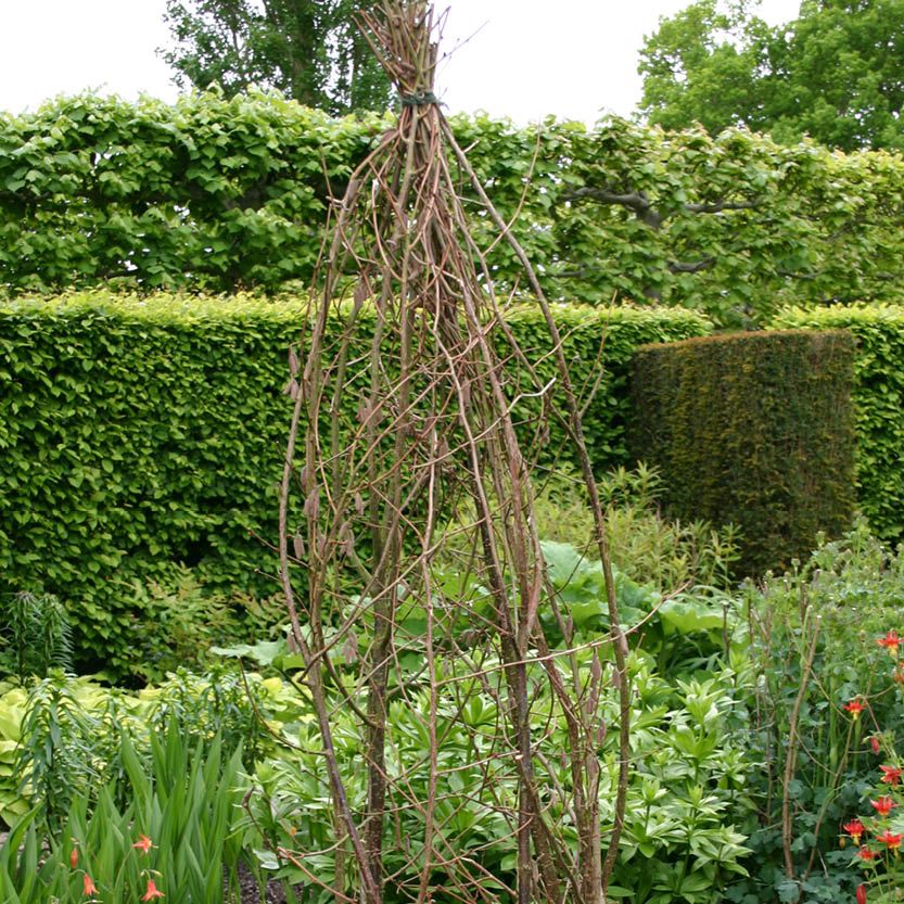 Ein kegelförmiges Gebilde aus kahlen Ästen steht inmitten üppiger Pflanzen und gestutzter Hecken - eine ideale Inspiration für Gärtner, die an der "Mi. 07.05.2025 15.00 - 16.30 RUNDGANG Was ist zu tun im Garten im Mai" der Königlichen Gartenakademie.