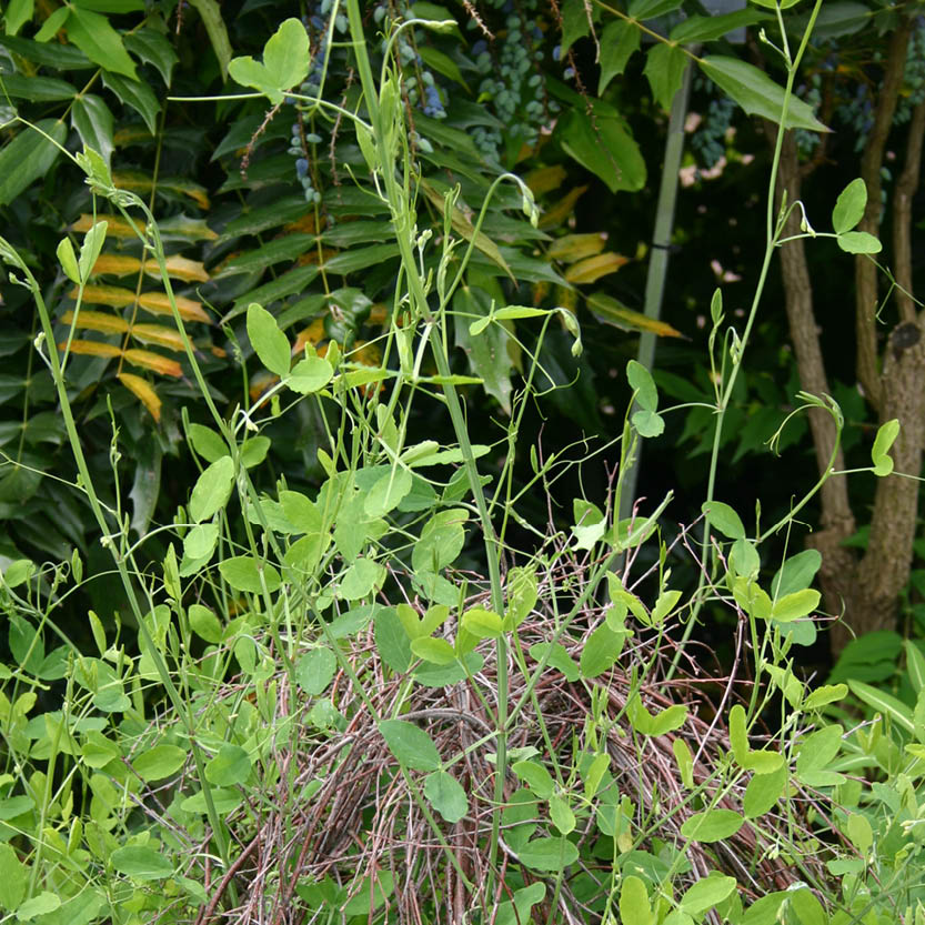 Grüne Erbsenpflanzen mit schlanken Stängeln und Ranken gedeihen zwischen braunen Zweigen und üppigem grünen Laub bei "Mi. 07.05.2025 15.00 - 16.30 RUNDGANG Was ist zu tun im Garten im Mai" der Königlichen Gartenakademie.
