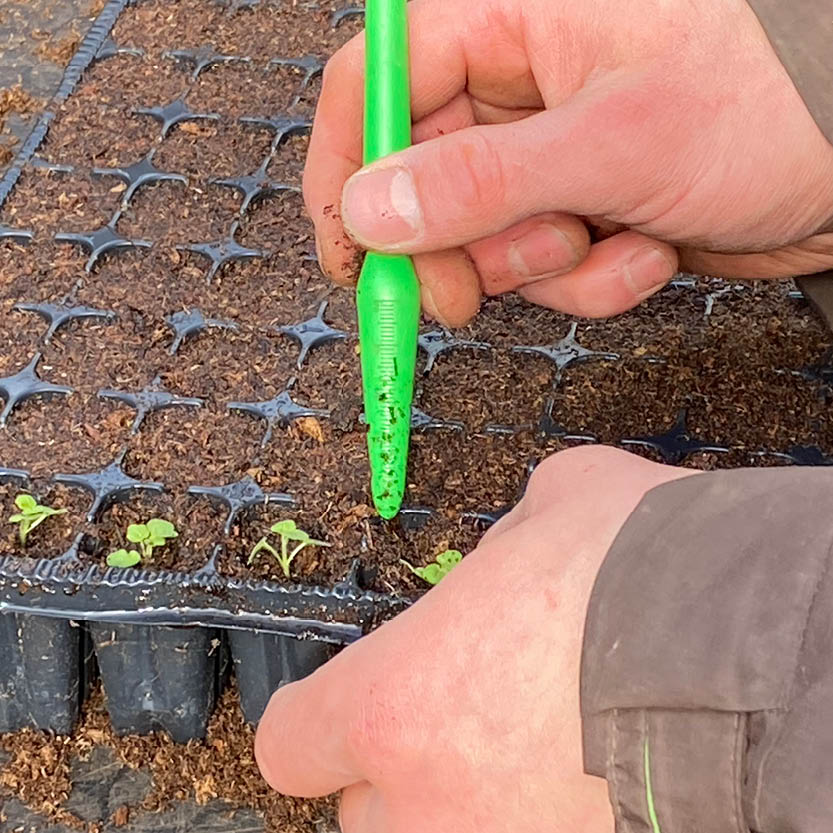 Nahaufnahme eines Gärtners, der mit einem grünen Stift Löcher in mit Erde gefüllte Saatschalen macht, während kleine Setzlinge sprießen - eine ideale Inspiration für den eigenen Garten nach der Teilnahme am "RUNDGANG Was ist zu tun im Garten im Mai" der Königlichen Gartenakademie am Mi. 07.05.2025, 15-16.30.