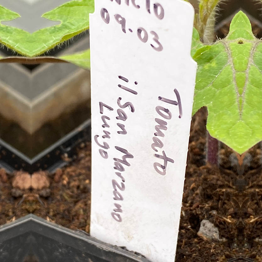 Ein weißes Pflanzetikett mit der Aufschrift "Tomato il San Marzano Lungo 09.03" steckt in der Erde neben einem Setzling, ideal für alle Gärtner, die sich auf der "Mi. 07.05.2025 15.00 - 16.30 Uhr RUNDGANG Was ist zu tun im Garten im Mai".