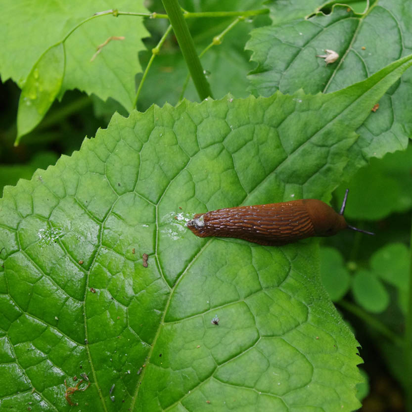 Eine braune Schnecke, die auf einem großen grünen Blatt kriecht, zu sehen in der Folge Mi. 5.5.2027 | 15.00 – 16.30 RUNDGANG Was zu tun ist im Garten im Mai der Königlichen Gartenakademie.