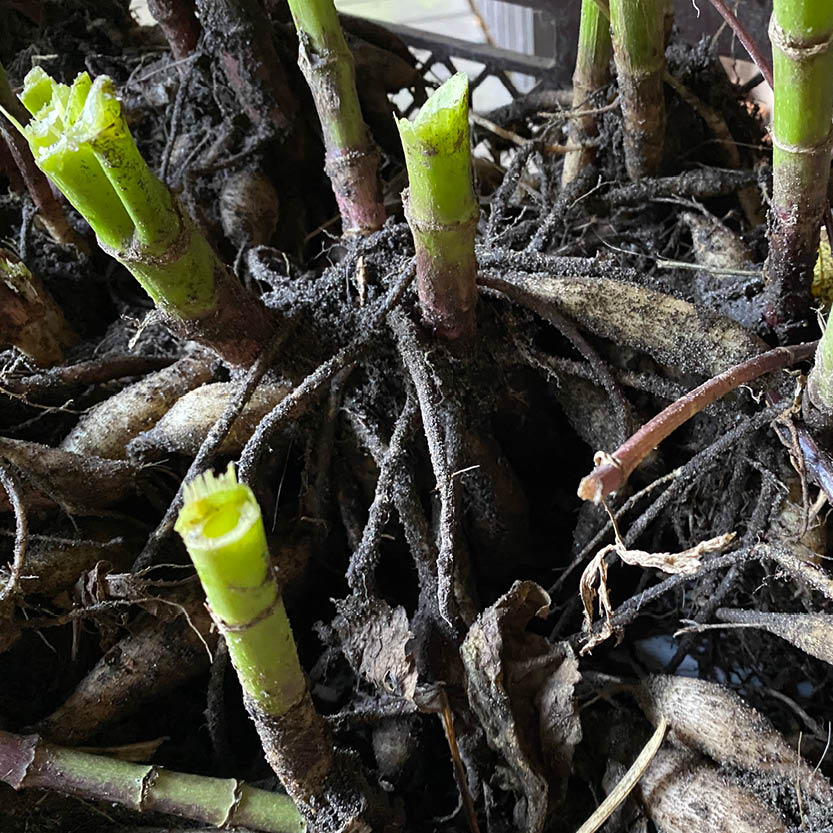 Nahaufnahme von grünen Pflanzenstängeln und Wurzeln in der Erde, die perfekte Inspiration für die Veranstaltung der Königlichen Gartenakademie "Mi. 07.10.2026 | 15.00-16.30 RUNDGANG Was zu tun ist im Garten im Oktober" - ideal für Ihre herbstliche Gartenplanung!.
