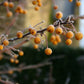 Ein frostiger Zweig mit leuchtend orangefarbenen Beeren hebt sich von einem unscharfen grünen Hintergrund ab - die perfekte Inspiration für die Veranstaltung "Mi. 07.10.2026 | 15.00 - 16.30 RUNDGANG Was zu tun ist im Garten im Oktober" der Königlichen Gartenakademie.