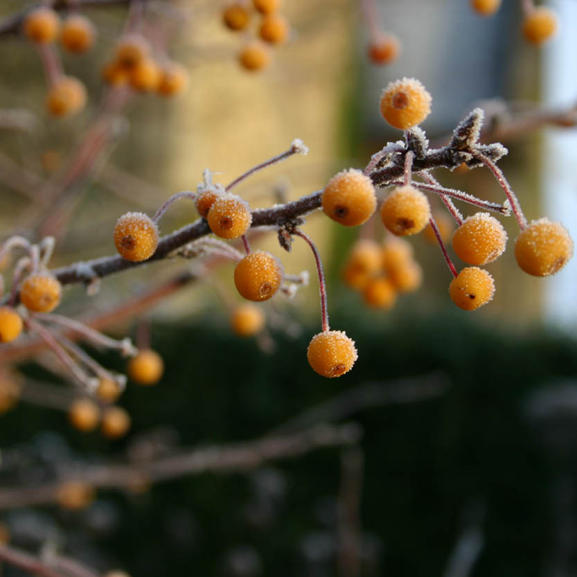 Ein frostiger Zweig mit leuchtend orangefarbenen Beeren hebt sich von einem unscharfen grünen Hintergrund ab - die perfekte Inspiration für die Veranstaltung "Mi. 07.10.2026 | 15.00 - 16.30 RUNDGANG Was zu tun ist im Garten im Oktober" der Königlichen Gartenakademie.