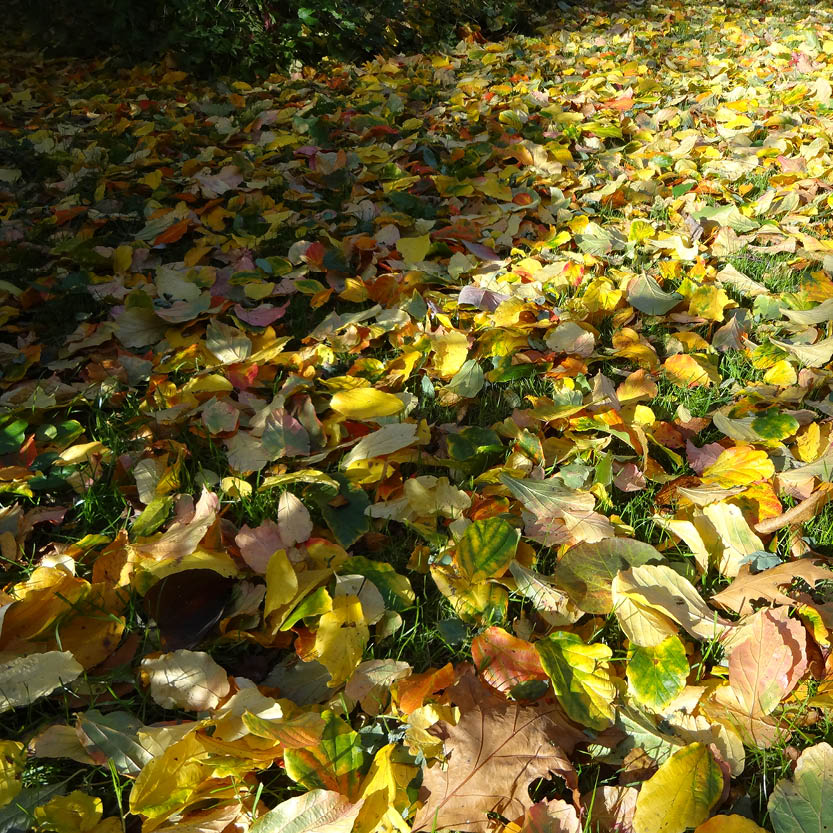 Der Boden ist mit buntem Herbstlaub in Gelb-, Braun- und Grüntönen bedeckt - die perfekte Inspiration für die Gartenarbeit Oktober -, während das Sonnenlicht durch die Bäume fällt und Licht- und Schattenbereiche schafft.