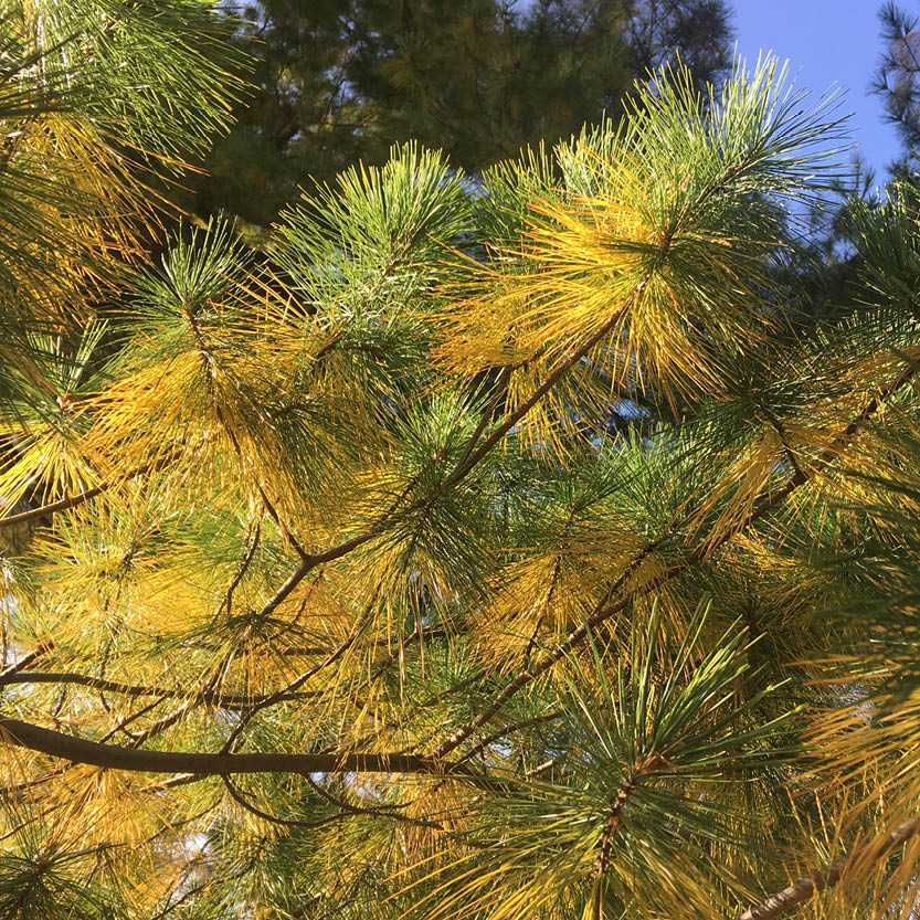 Die sonnenbeschienenen grünen und gelben Tannennadeln schmücken die Zweige vor dem blauen Himmel und fangen die stille Schönheit ein, die die Königliche Gartenakademie mit ihrem "Mi. 02.09.2026 | 15.00-16.30 RUNDGANG Was zu tun ist im Garten im September.