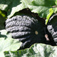 Ein dunkelgrüner, gerippter Kürbis gedeiht im Sonnenlicht - ein inspirierender Anblick für jeden Gärtner. Entdecken Sie, was Sie im September in Ihrem Garten tun können, beim "RUNDGANG" der Königlichen Gartenakademie am 02.09.2026, 15:00-16:30 Uhr.