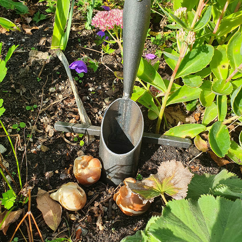 Ein Blumenzwiebel-Pflanzwerkzeug steht in der Erde mit Blumenzwiebeln und üppigen Pflanzen, illustriert die Königliche Gartenakademie "RUNDGANG Was zu tun ist im Garten im September" am Mi. 02.09.2026 von 15:00-16:30 bei strahlendem Sonnenschein.