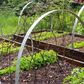 Hochbeete mit Metallbogenstützen und Reihen kleiner Grünpflanzen für den WORKSHOP Gemüseanbau auf dem Hochbeet der Königlichen Gartenakademie.