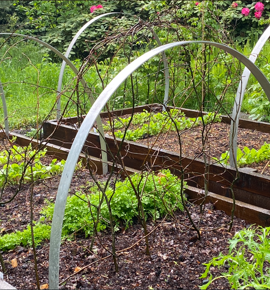 Hochbeete mit Metallbogenstützen und Reihen kleiner Grünpflanzen für den WORKSHOP Gemüseanbau auf dem Hochbeet der Königlichen Gartenakademie.