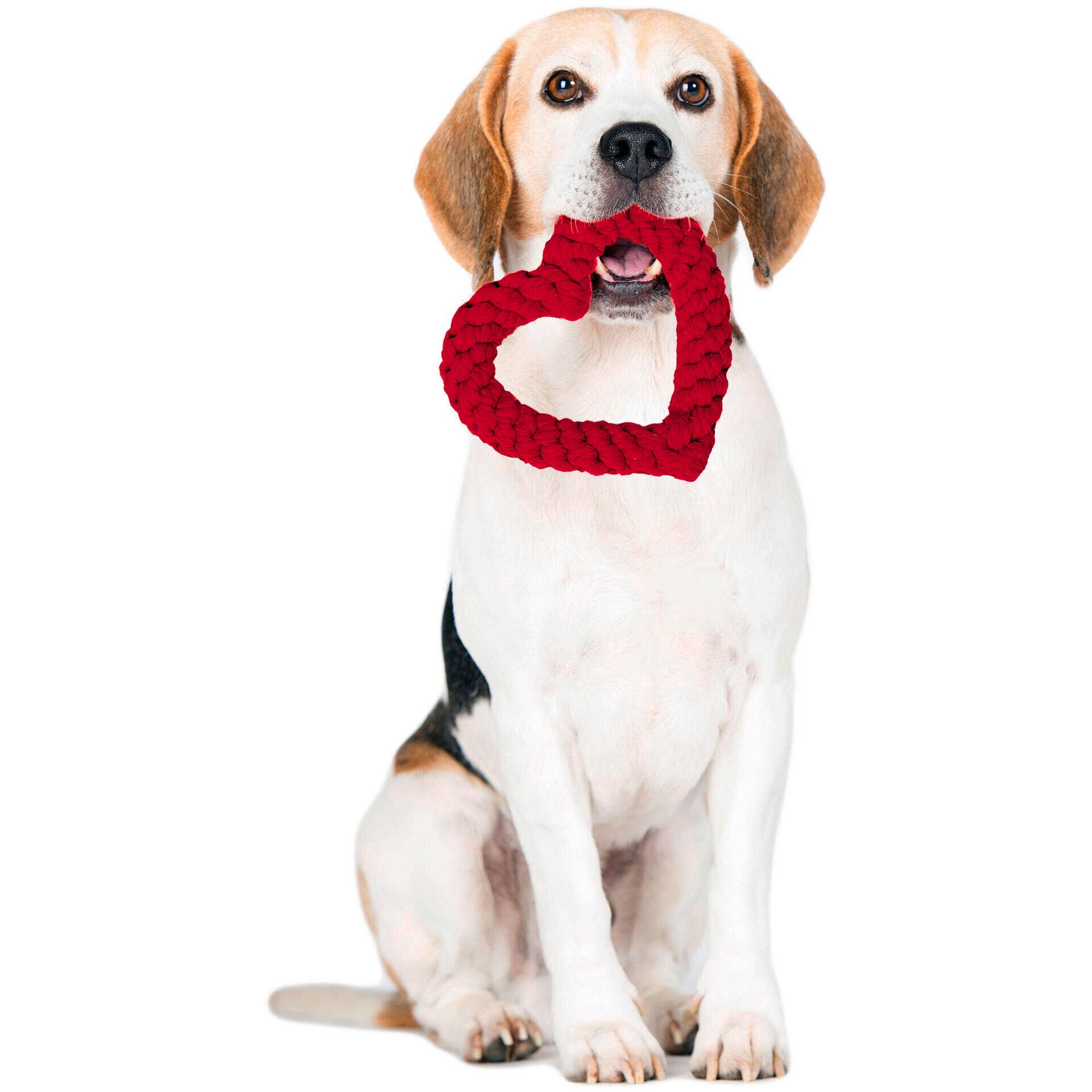 Ein Beagle sitzt vor weißem Hintergrund und hält das LABONI | Hundespielzeug Hertha Heart von LABONI - ein rotes, herzförmiges Baumwollspielzeug - perfekt zum Spielen und zur Zahnpflege.