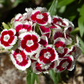 Piccolo Seeds | 'Sweet William Holborn Glory' Mix aus altmodischen Blumen: Ein wunderschöner Mix mit leuchtend weißen und tiefroten Dianthus-Blüten, ideal als duftende Schnittblumen für Garten oder Zuhause.