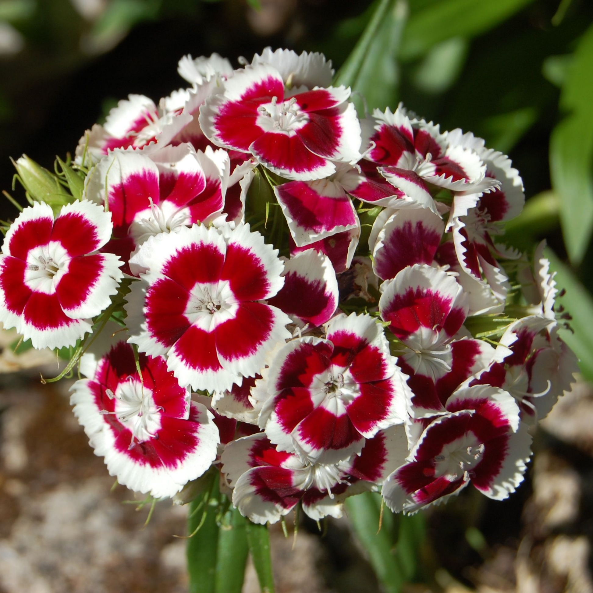 Piccolo Seeds | 'Sweet William Holborn Glory' Mix aus altmodischen Blumen: Ein wunderschöner Mix mit leuchtend weißen und tiefroten Dianthus-Blüten, ideal als duftende Schnittblumen für Garten oder Zuhause.