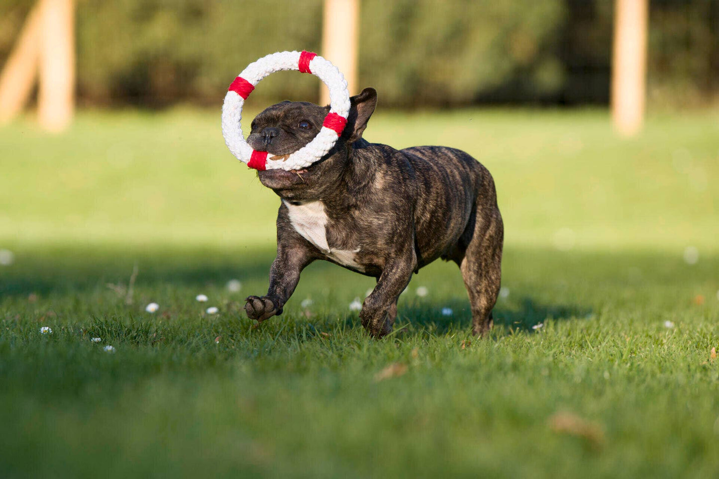 Eine gestromte Französische Bulldogge genießt einen sonnigen Tag im Freien und rennt mit dem LABONI Hundespielzeug Rita Rettungsring von LABONI um die Schnauze über das Gras.