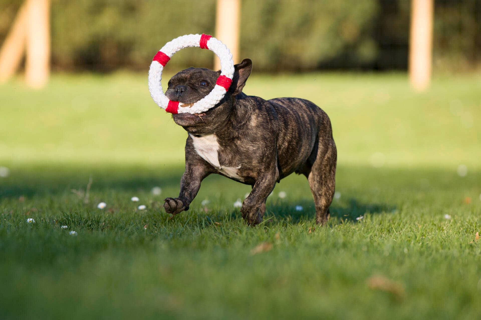Eine gestromte Französische Bulldogge genießt einen sonnigen Tag im Freien und rennt mit dem LABONI Hundespielzeug Rita Rettungsring von LABONI um die Schnauze über das Gras.