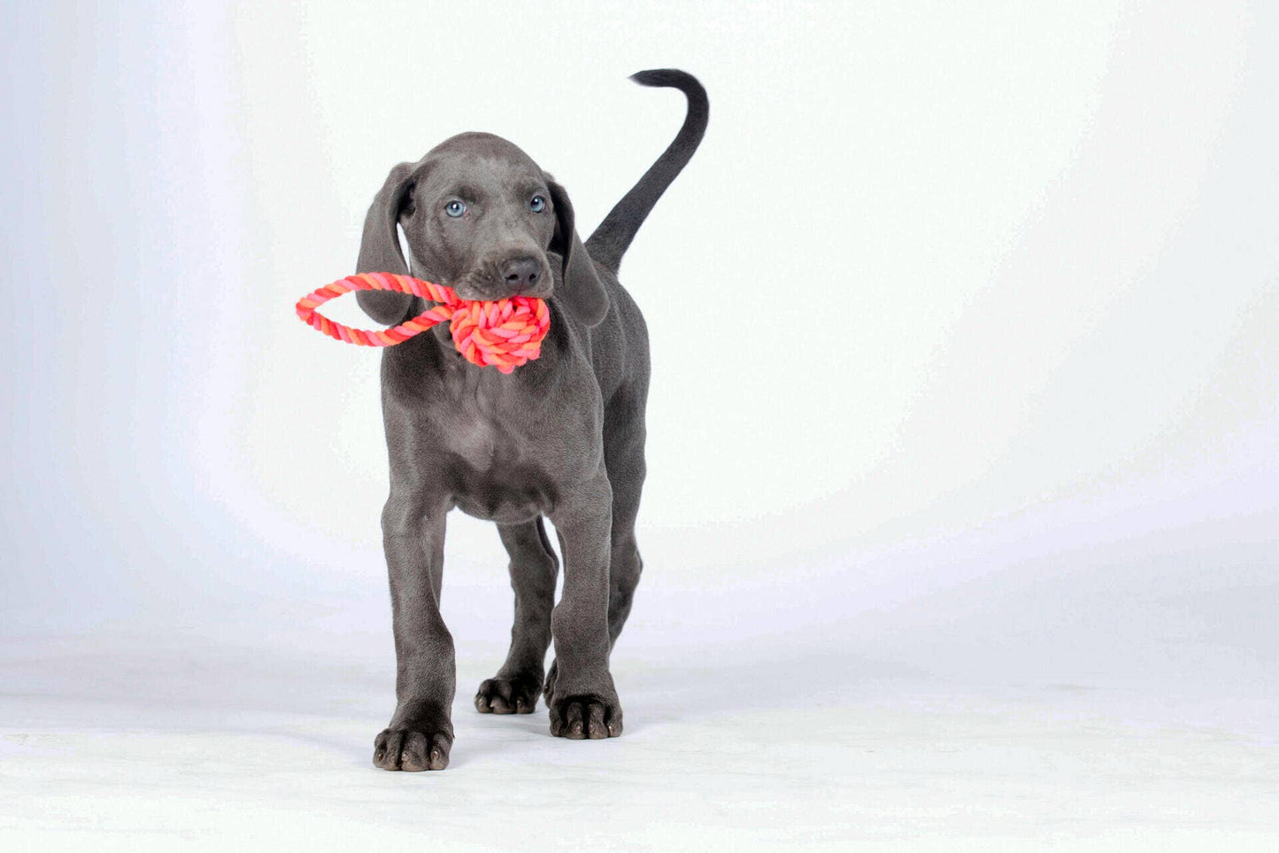 Ein grauer Welpe steht auf weißem Hintergrund und schaut nach vorne mit einem rosa-orangen LABONI Hundespielzeug mini Schleuderball im Maul - ideal für die Zahnpflege für Hunde.