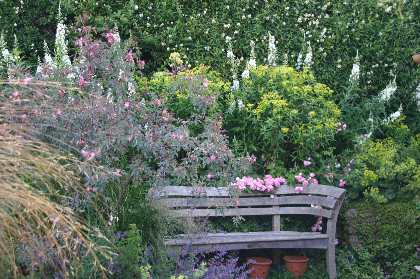 Erleben Sie die "EXKLUSIVE ABENDLICHTFÜHRUNG Englische Rosenwochen: Willkommen im Duftgarten!" der Königlichen Gartenakademie am Fr. 19.06.2026, 18:30-19:30 Uhr-erleben Sie üppige Blumen und heitere Gartenschönheiten im Abendlicht.