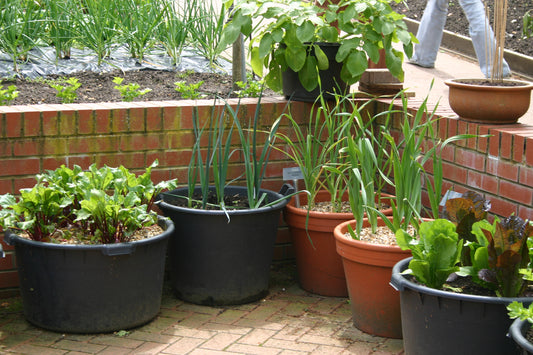 Große schwarze und terrakottafarbene Töpfe mit Blattgemüse und Zwiebeln schmücken eine Backsteinterrasse - ideal für die Königliche Gartenakademie Do. 02.04.2026 | 10.00-12.00 WORKSHOP Delikatessen für Balkon und Terrasse, im Hintergrund üppige Gartenbeete.