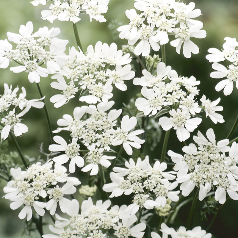 Nahaufnahme von Jora Dahl | Orlaya grandiflora 'White Lace' (Strahldolde) mit ihren zarten weißen Blütenblättern und den filigranen Zentren, die ein elegantes, luftiges Aussehen erzeugen - eine ideale Jora Dahl-Gartenpflanze, die jeden Außenbereich verschönert.