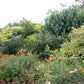Erleben Sie einen üppigen gemischten Beetgarten mit grünen Sträuchern und leuchtend orangen, gelben und roten Blumen beim "Di. 13.10.2026 | 13.30 - 16.30 HALBTAGESKURS Der Mixed Border" der Königlichen Gartenakademie, umgeben von Bäumen und Dächern im Hintergrund.