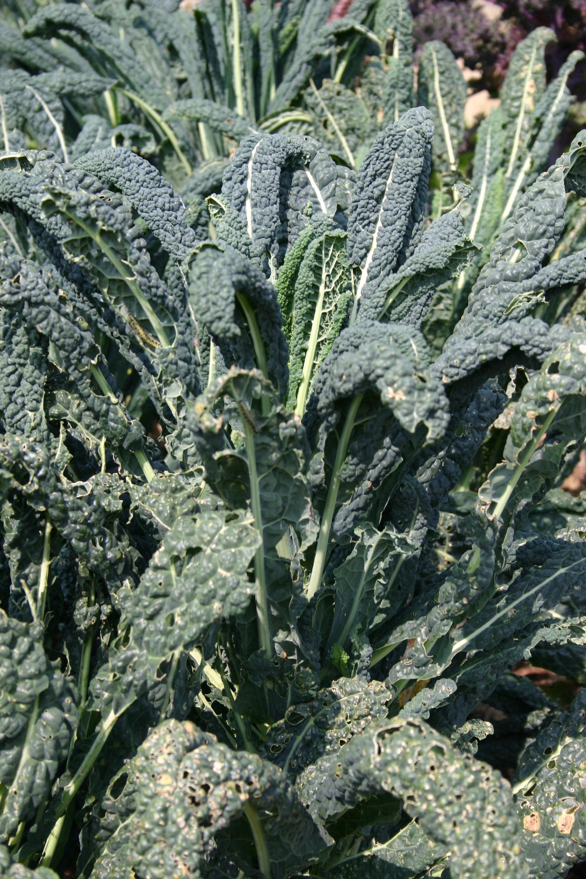 Nahaufnahme von dunkelgrünen Grünkohlblättern mit Beschädigungen - eine ideale Inspiration für den "WORKSHOP Ausgefallene Gemüsearten NEU", Fr. 15.05.2026, 10:00-12:00 Uhr, Königliche Gartenakademie.