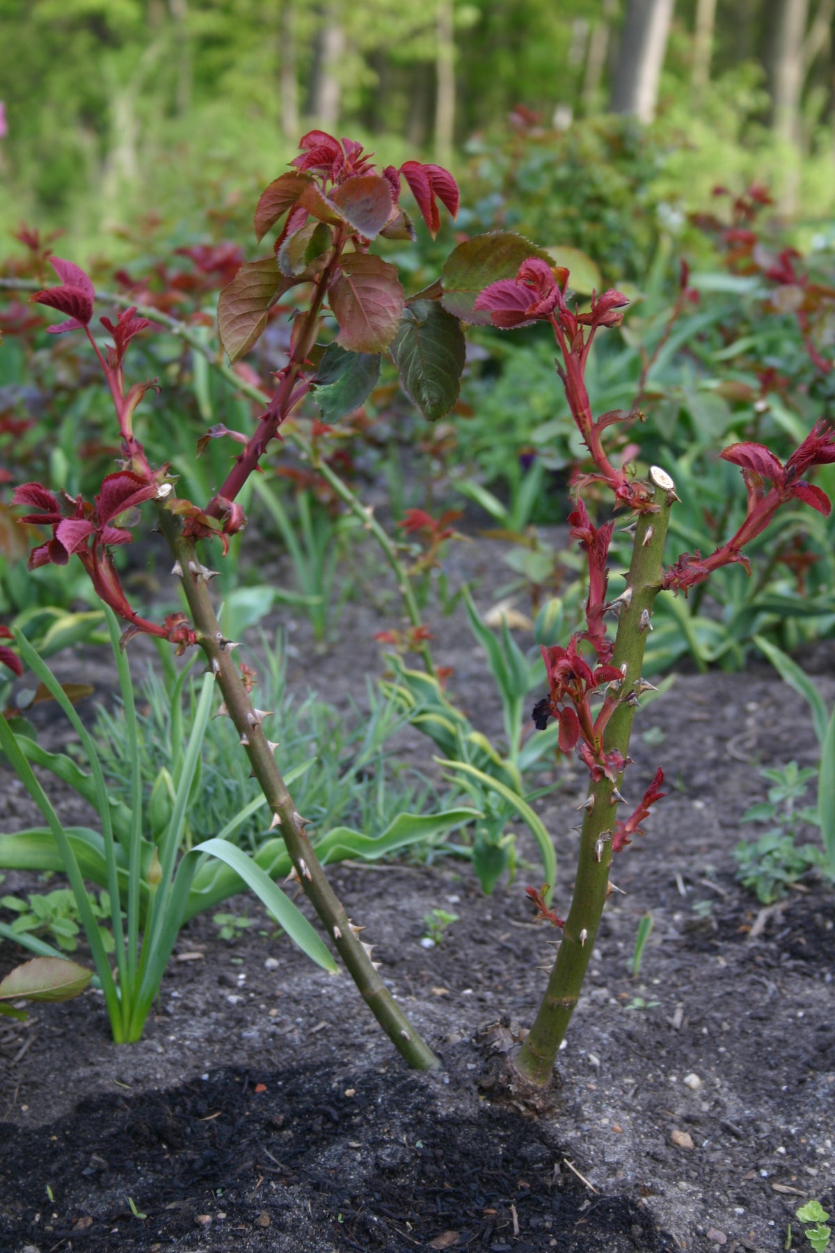 Zwei Rosenstiele mit frischen roten Blättern und Dornen, eingepflanzt in Erde für den 20.3.2027 | 14.00 – 16.00 Uhr WORKSHOP Rosenschnitt einfach erklärt der Königlichen Gartenakademie.