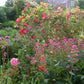 Üppiger Cottage-Garten mit leuchtend rosa Pfingstrosen, violetten Lauchblumen und blühenden Sträuchern, vorgestellt am Sa., 27.2.2027 | 14.00 – 17.00 Uhr HALBTAGESKURS Der Cottage-Garten: Der Garten der Zukunft.