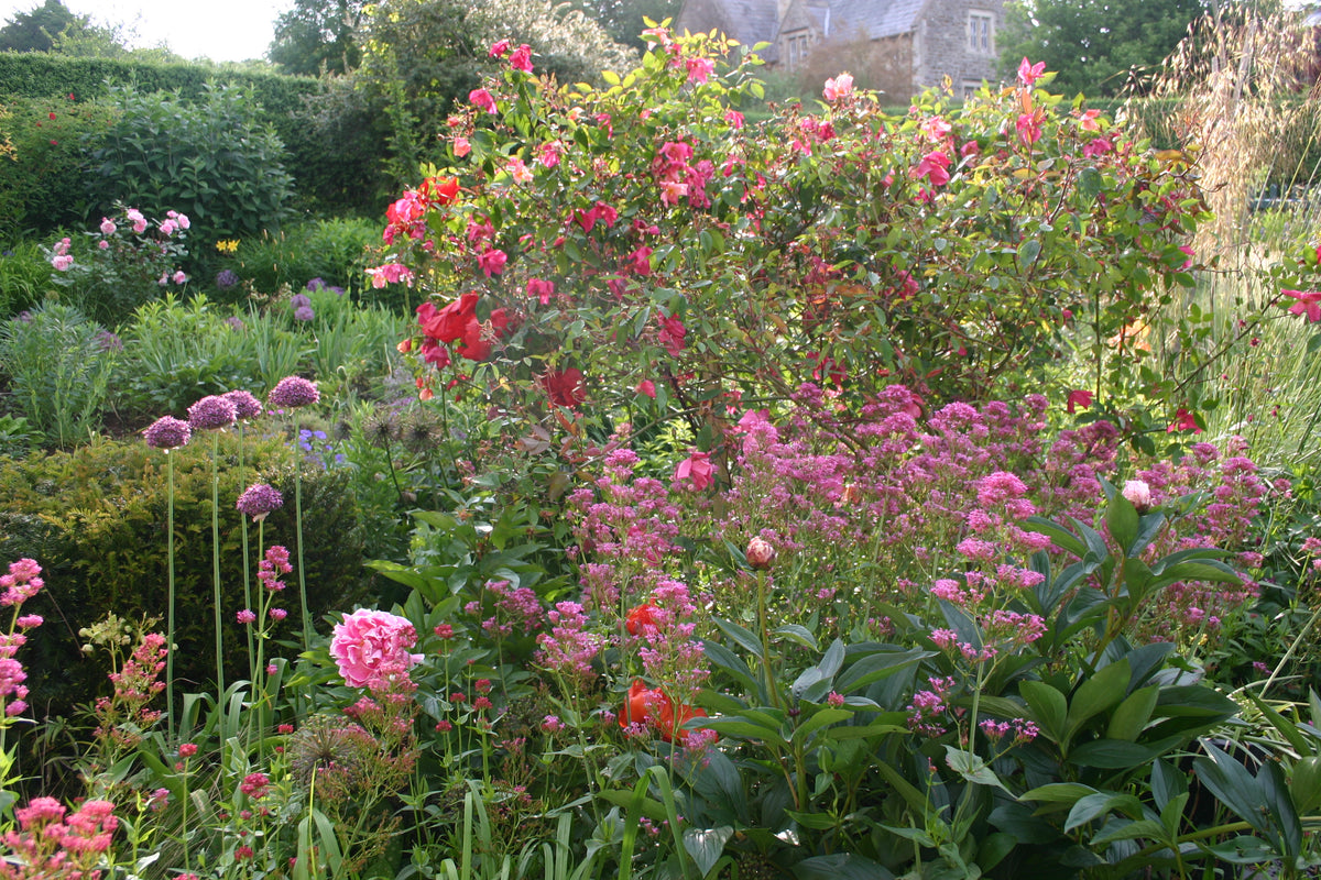 Üppiger Cottage-Garten mit leuchtend rosa Pfingstrosen, violetten Lauchblumen und blühenden Sträuchern, vorgestellt am Sa., 27.2.2027 | 14.00 – 17.00 Uhr HALBTAGESKURS Der Cottage-Garten: Der Garten der Zukunft.