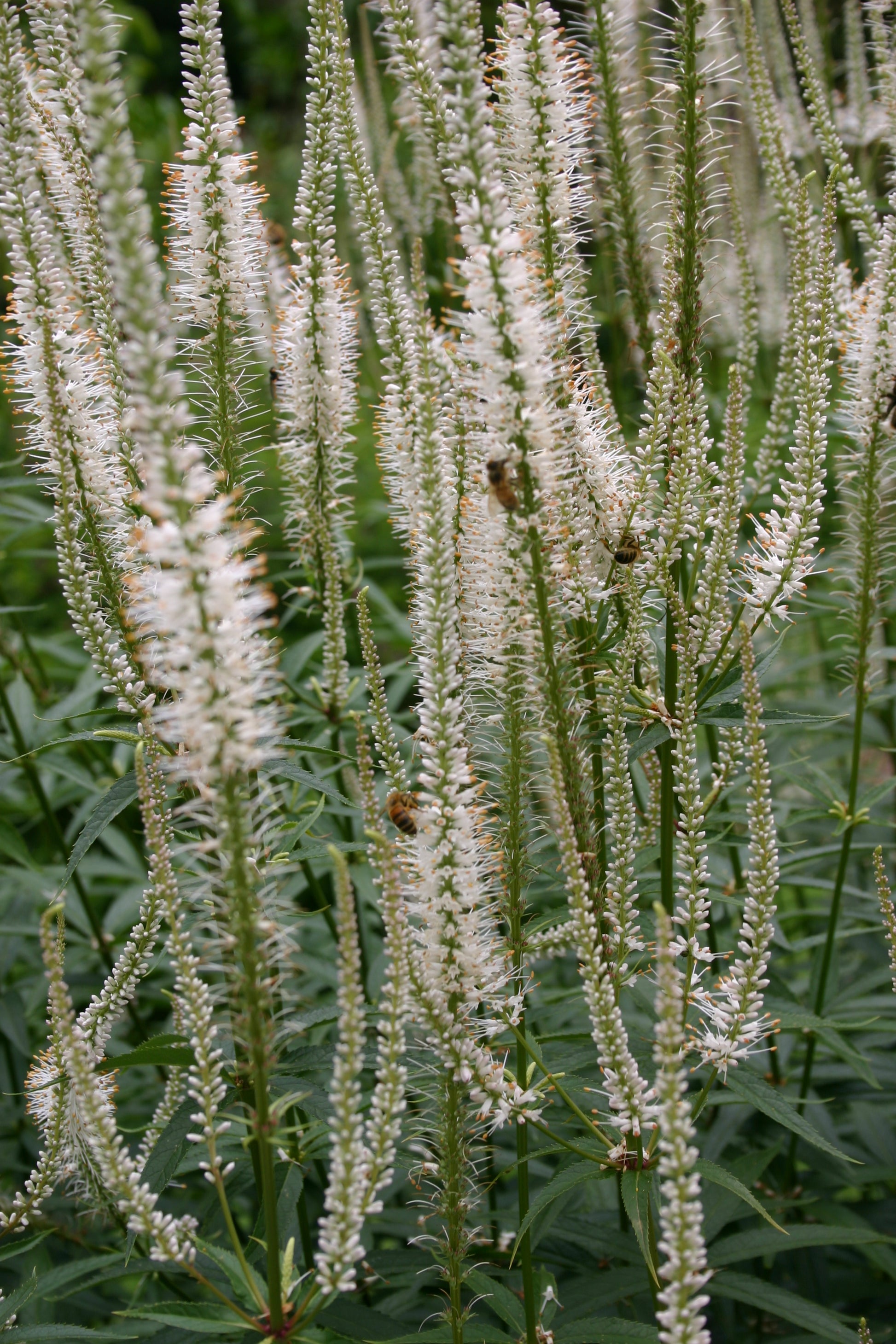 Genießen Sie bei der ABENDLICHTFÜHRUNG "Duft im sommerlichen Garten" der Königlichen Gartenakademie am Mi. 24.06.2026, 17.00-18.00 Uhr, ein strukturiertes, vertikales Schauspiel aus hohen weißen Blütenähren und grünen Blättern - perfekt für einen duftenden Sommerabendspaziergang.