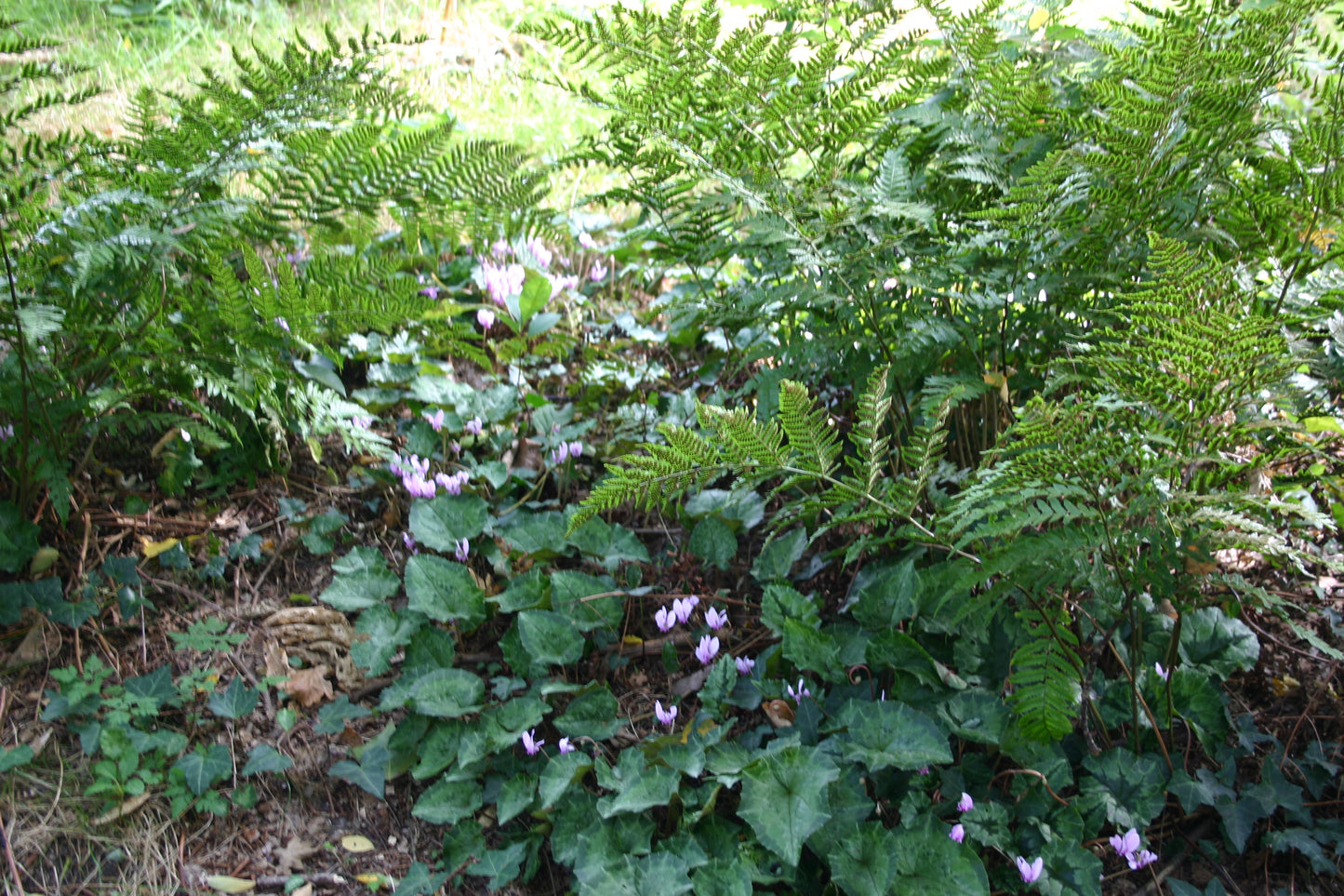 Entdecken Sie beim Halbtageskurs "Pflanzen zwischen Baumwurzeln" der Königlichen Gartenakademie am 13.06.2026, wie Sie mit üppigem Laub und zartrosa Blüten schöne Bodendecker für schattige Gartenbereiche schaffen.
