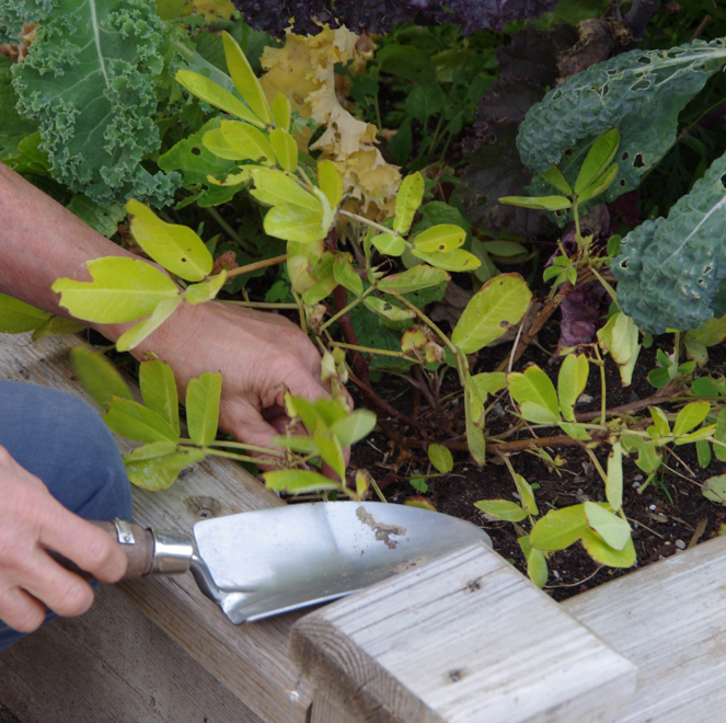 Eine Person bearbeitet mit einer kleinen Kelle ein Hochbeet während des Workshops Gemüseanbau auf dem Hochbeet am 23.2.2027 | 10.00 – 12.00 Uhr an der Königlichen Gartenakademie.