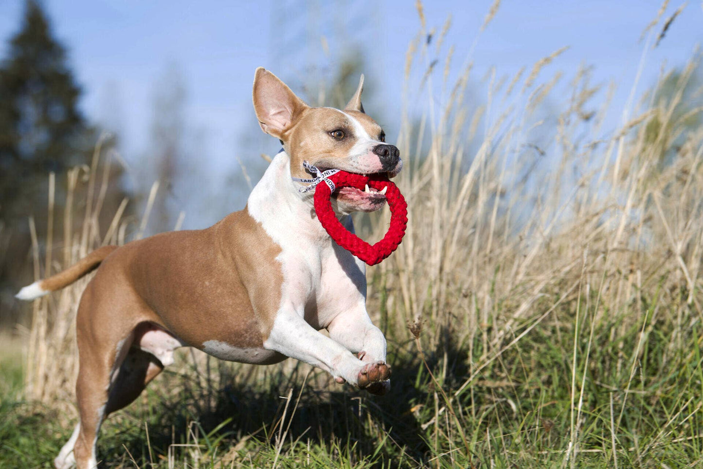 Ein braun-weißer Hund läuft an einem sonnigen Tag durch hohes Gras und trägt das rote LABONI Hundespielzeug Hertha Heart im Maul.