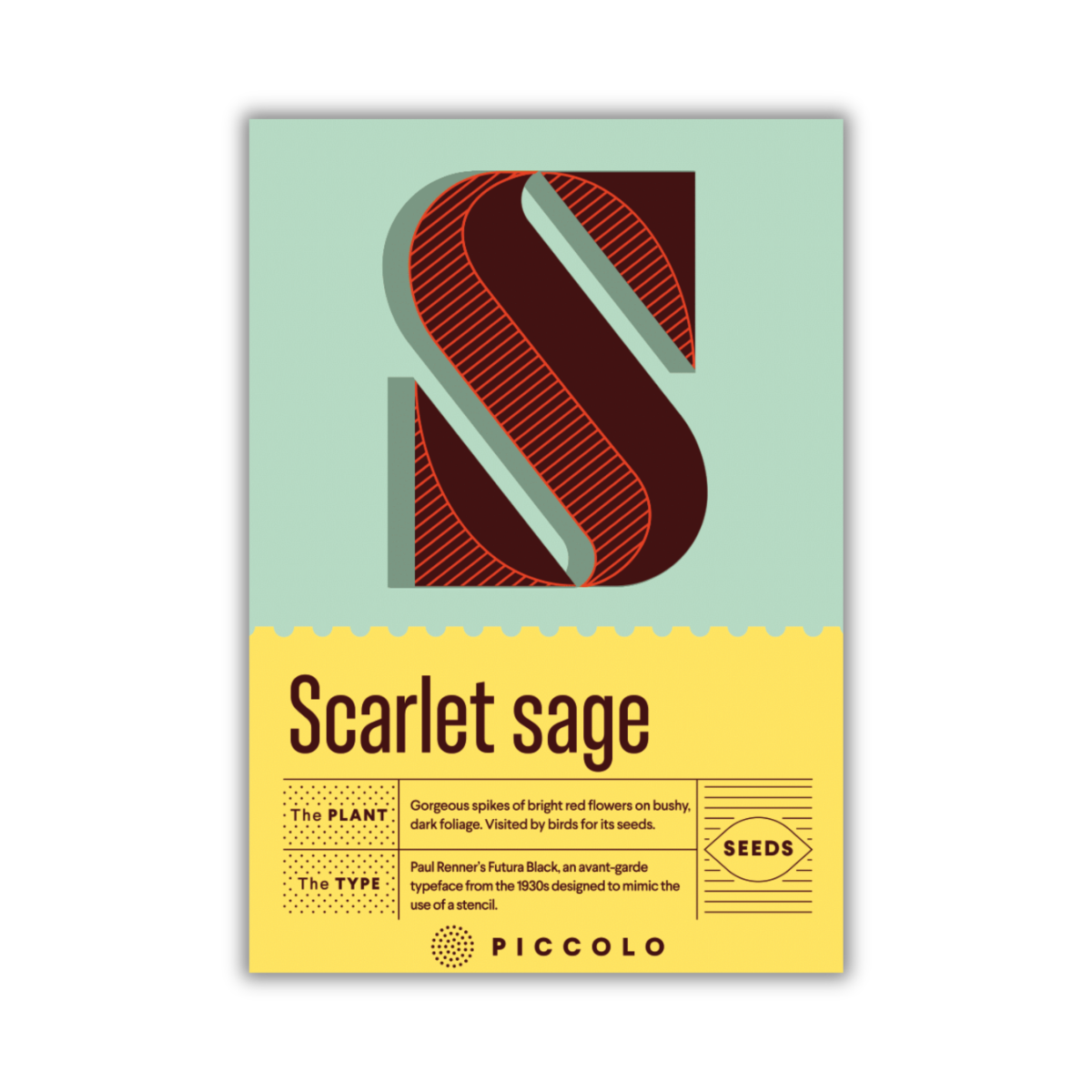 Ein Päckchen Piccolo Seeds - S | Scharlachroter Salbei zeigt ein auffälliges rotes Futura Black S auf Grün, darunter Pflanzeninfo und "rote Blütenspitzen" auf Gelb. Markenzeichen Piccolo Seeds.