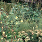 Erleben Sie ein üppiges Gartenambiente am Mi. 09.12.2026 | 14.30 - 16.00 AFTERNOON TEA Christmas Special der Königlichen Gartenakademie, mit leuchtendem Laub und blühenden Blumen für eine festliche Gartenreise.