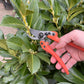 Eine Hand hält die orangefarbene Löwe Original Löwe 11 - Classic Power Cut Gartenschere, bereit, einen präzisen Schnitt am Stiel einer grünen Blattpflanze mit mehreren Knospen vorzunehmen.